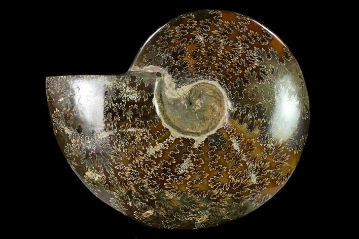 Polished, Agatized Ammonite (Cleoniceras) - Madagascar #149174